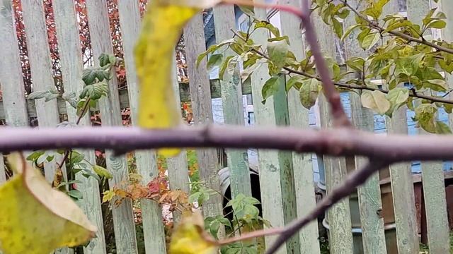 ЧЕРЕНКИ ВПРОК | ПРИВИВАЕМ ПЛОДОВЫЕ ДЕРЕВЬЯ ВЕСНОЙ | ЧЕРЕНКИ ЗАГОТАВЛИВАЕМ ОСЕНЬЮ смотреть онлайн