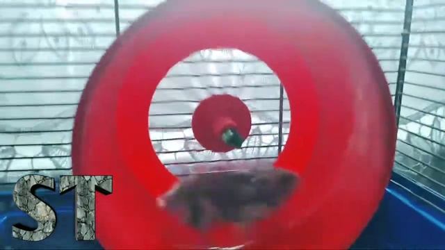 Мои хомяки🐹-Первое Видео смотреть онлайн