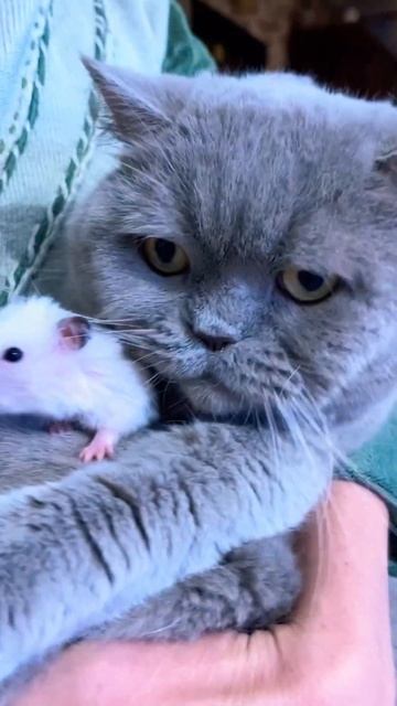 Вас 100! Спасибо! Pedro Raffaella Carra #pets #кролик #котик #хомя смотреть онлайн