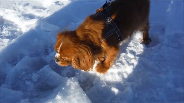 Pilkintää ja turinointia Lahes 16.2.15 смотреть онлайн