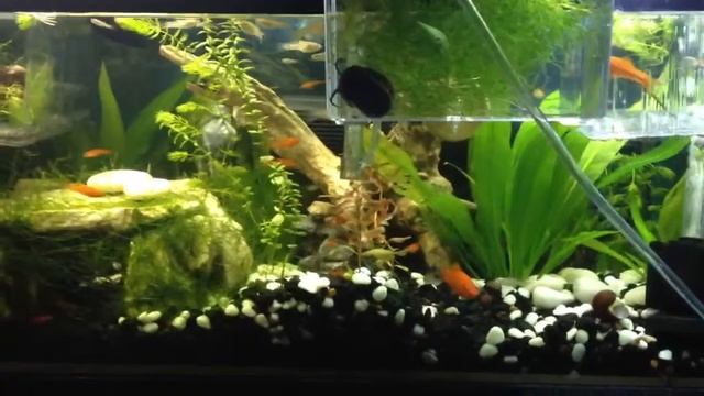 Marineland LED light VS 17 Watt Fluorescent light tube смотреть онлайн