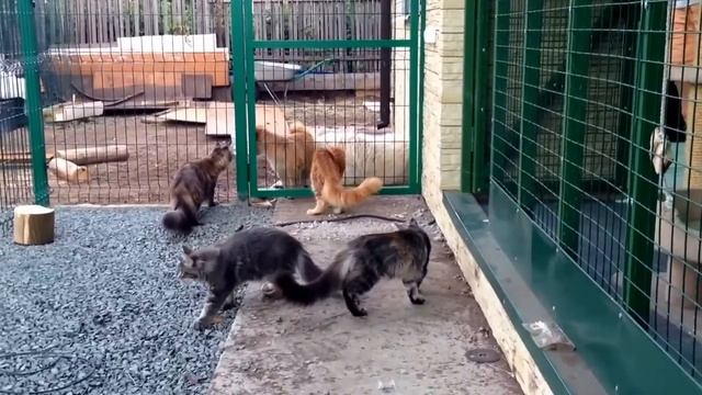 Первая прогулка! смотреть онлайн