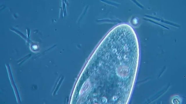 Paramecium caudatum смотреть онлайн
