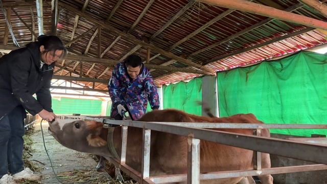 母牛进棚圈养后的防护措施和精料都必须到位才尽可能避免出现意外 смотреть онлайн