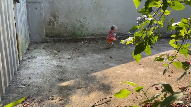 Baby Monkey Abi Woke Up Crying And Went Looking For Her Mother