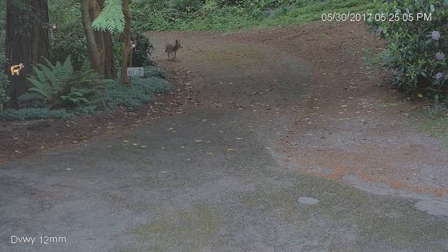 Coyote up dvwy 5 min before Lisa & Koda go out at 5 30pm on 5 30 17 смотреть онлайн