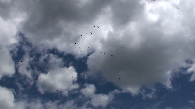 голуби Олега29.05.17..1часть...Мысник И смотреть онлайн