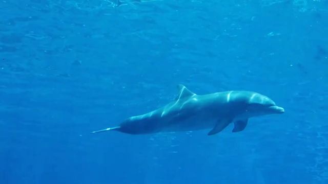 Dolphins - Soothes the Spirit. Soothing Music for Meditation, Therapy, Sleep Deep ☯1H30 смотреть онлайн