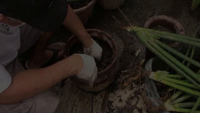 Repotting Of Sansevieria Bacularis