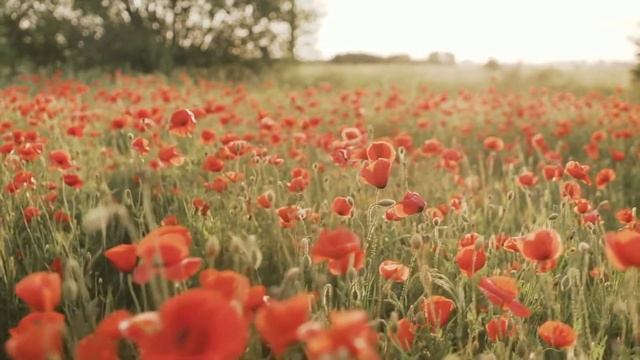 Красивая музыка для отдыха и хорошего настроения. Jabricon - And she opened her eyes. смотреть онлайн