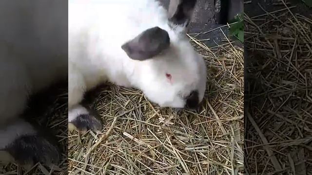 Калифорнии альфа самец смотреть онлайн