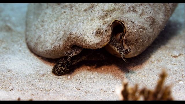 Little Cayman 2023 смотреть онлайн