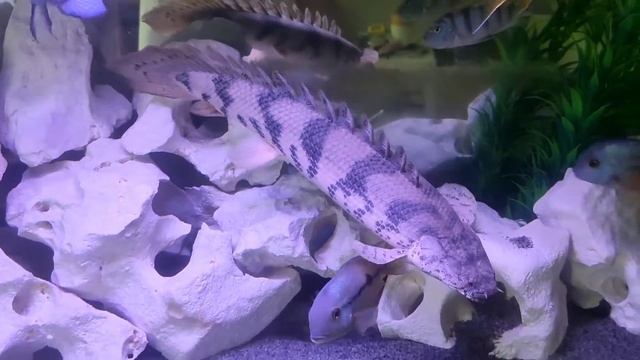 Полиптерус Эндлихера