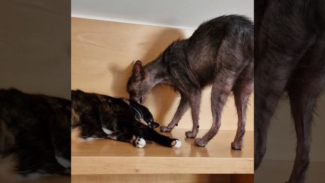 Lykoi werewolf cat Grimalikin #cat #lykoi #prague смотреть онлайн