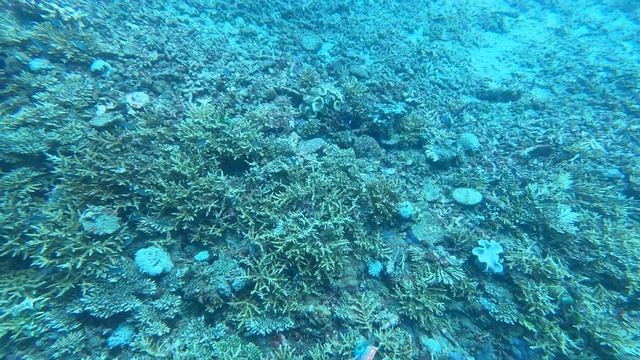 Скаты и другие представители Padang Bay смотреть онлайн