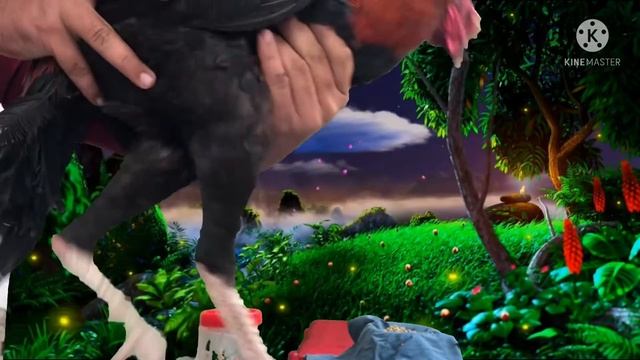 Murgo Ke Toti Hoi Choch Shi Krna Ka Trika