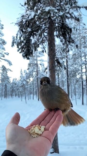 birds смотреть онлайн