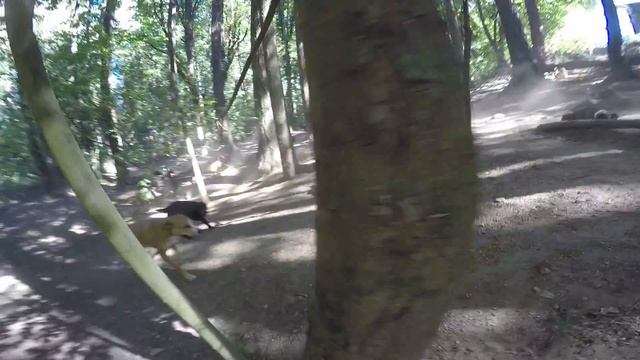 Animal Magnetizm Dog Daycare 8/24/16 Back to the Water смотреть онлайн