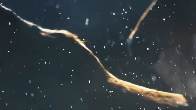 PPK - Whitemane Horse