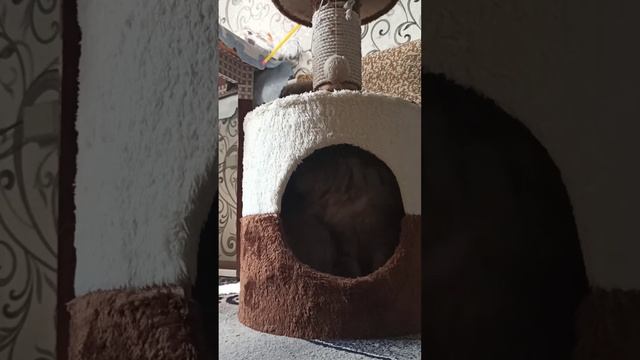 Как достать брата (архивы)/ Watson the kitten and Eric the cat. смотреть онлайн