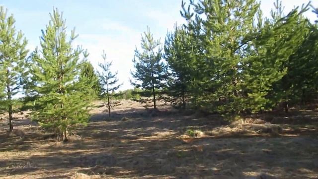 №5000 21 04 2024 Звонкое утро смотреть онлайн