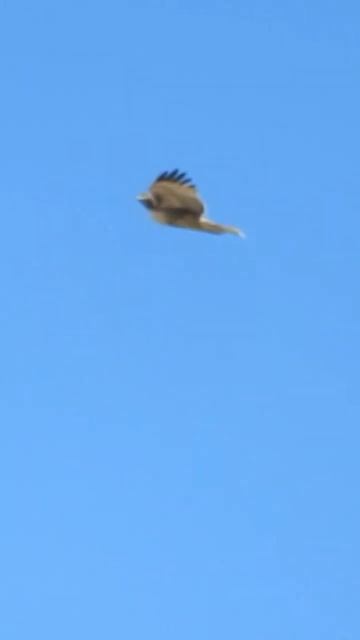 This red tailed hawk was manipulating the wind current while hunting. смотреть онлайн