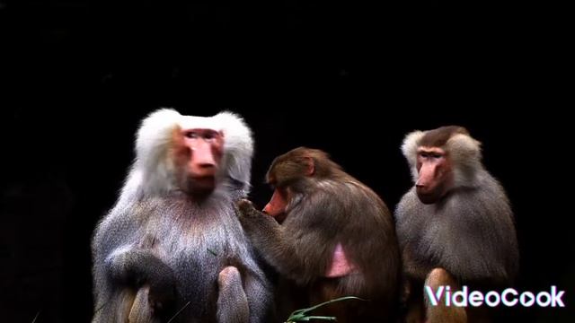 Monkey Izy @xomkaya смотреть онлайн