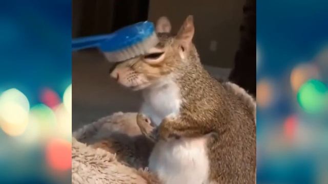 Котики. Смешные моменты из жизни кошачьих смотреть онлайн