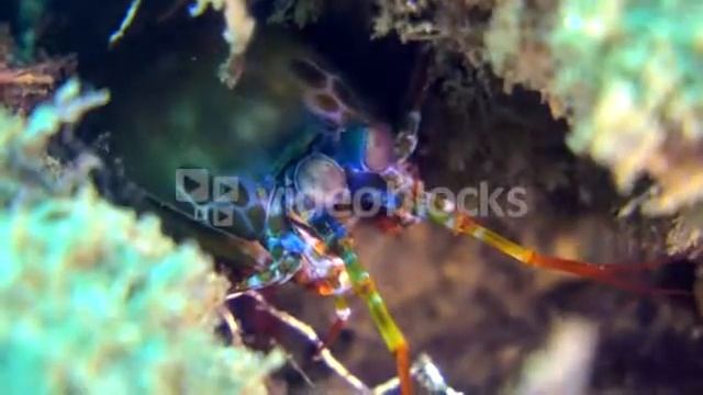 HARLEQUIN SMASHING MANTIS SHRIMP ODONTODACTYLUS SCYLLARUS CLOSE UP HEAD RCTQMYSXX смотреть онлайн
