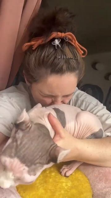 When the mushroom smells extra mushroomy #cat #pet #kitten #sphynx #funnyanimalsvideo смотреть онлайн
