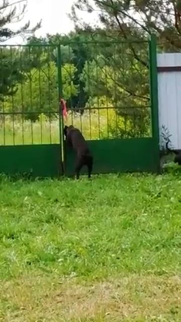 Пришел сосед) лабрадор смотреть онлайн