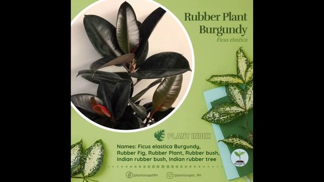 Names of plants смотреть онлайн