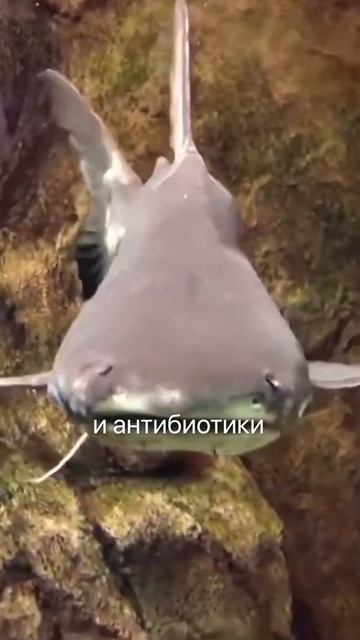 Никогда не ешьте ЭТУ рыбу! #рыба #еда #пп #здоровье #питание #здоровоепитание #форель #лосось #осетр смотреть онлайн