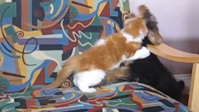 Dasha and Fyodor wrestling on the couch смотреть онлайн