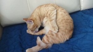 Рыжая кошка умывается