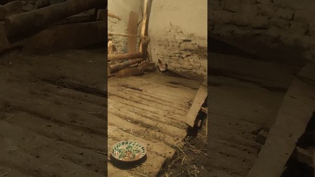 ТООКТУ КАНТИП КУРП КЫЛЫП ЖУМУРТКА БАСТЫРЫП ЖОЖО ЧЫГАРТАБЫЗ КААЛАГАН МЕЗГИЛДЕ 🐓🐣🐔 СЫРЛАРЫ 70% смотреть онлайн