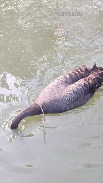 Черный лебедь. Дендрарий Сочи нижний парк. #эксклюзив #дендрарий #лебеди #птицы #сочи смотреть онлайн