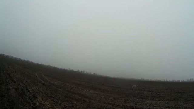 ОХОТА НА ЗАЙЦА.