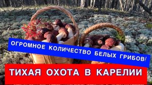 Невероятное количество белых грибов в Карелии!