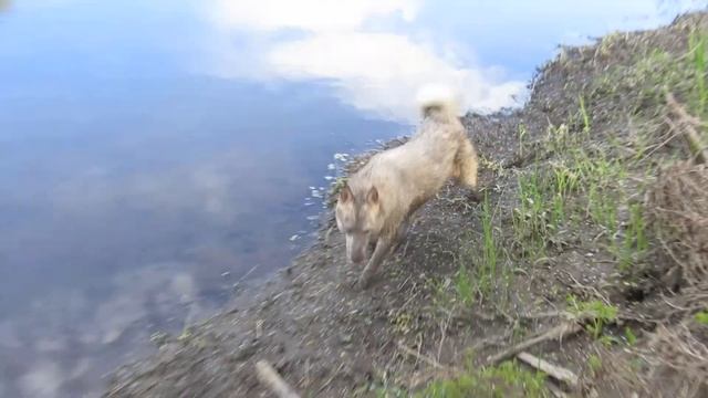 ЛАЙМА ТЫ ГДЕ!!!!????