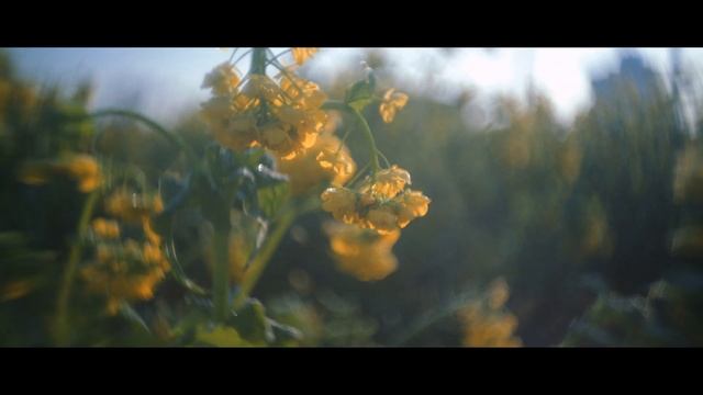 菜の花  DALLMEYER SPEED ANASTIGMAT 1inch F1.5 C-mount  APS-C　第1なぎさ公園