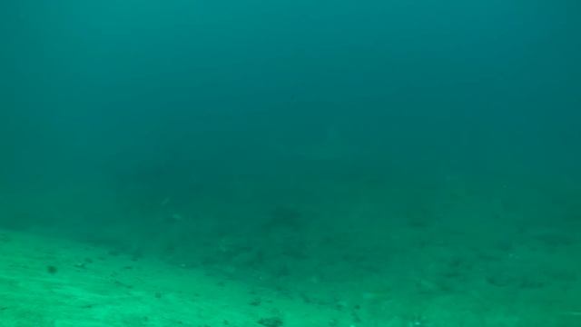 Scuba Diving With Bull Sharks - Santa Lucia (Cuba)