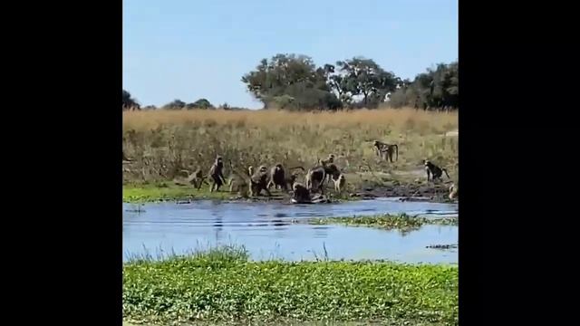 Baboon vs Crocodile at Kwando Lebala смотреть онлайн