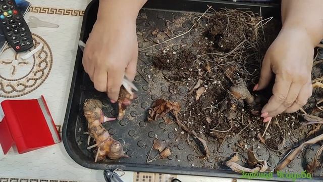 КАННЫ ВЕСНОЙ/ Стоит делить/ Как пробудить/ Стоит проращивать