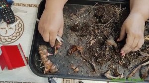 КАННЫ ВЕСНОЙ/ Стоит делить/ Как пробудить/ Стоит проращивать