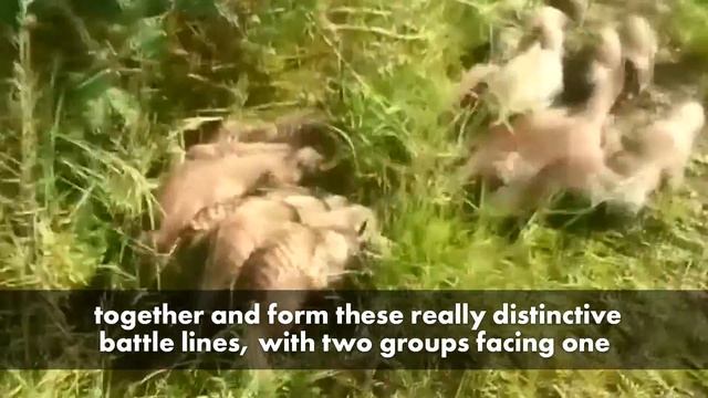 Mongoose gangs fight to the death | New York Post смотреть онлайн