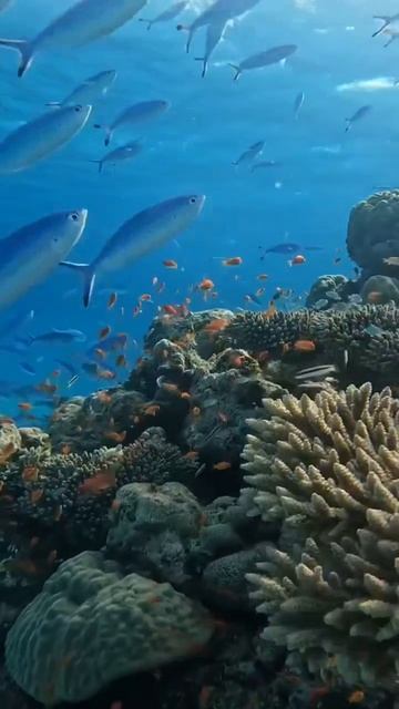Exploring the Enchanting Underwater World: Delving into the Wonders of Colorful Marine Life 🌴🌊🤿 смотреть онлайн