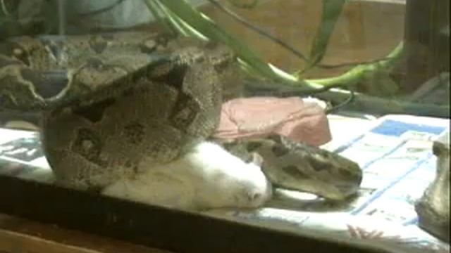 Snake Eats Rat смотреть онлайн