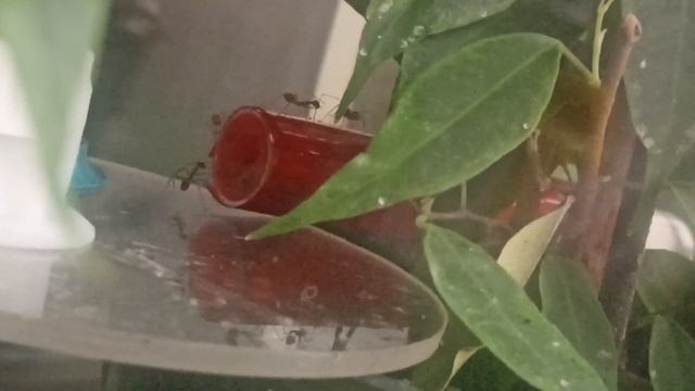 oecophylla smaragdina évolution de dingue et déménagement un rêve de fou смотреть онлайн