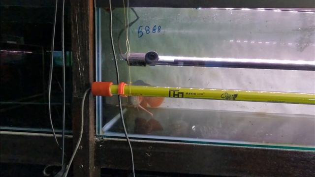 Masa bila perlu tanning arowana? MG semasa kecil dan SuperRed apabila ia sudah besar. смотреть онлайн